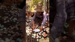 How many hen eggs egg harvestingeggs farmlifebestlife birds aseelmurga youtubeshorts [upl. by Htiduy]