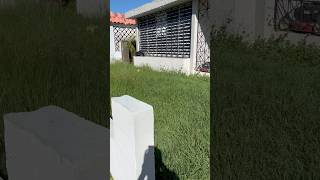 Video 2 poda de grama alta mowing jardin garden trimmer landscape viralshorts [upl. by Nylahsoj]