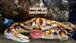 Favollo vs Granchio blu vs Granchio crocifisso 🦀✝️ [upl. by Nosac]