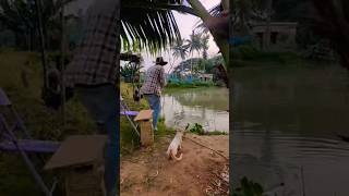 Cats attack my fish 😠 fishthief [upl. by Hcra]