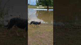 Zaba Boiadeira Australiana Kennel canil ACD Calcanhar de Boi CacoalRO [upl. by Alius]