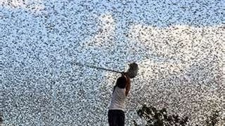 LOCUST SWARM ISRAEL from EGYPT  1000000 Expected Mar5  30 2013 Egypt Permission [upl. by Gil526]