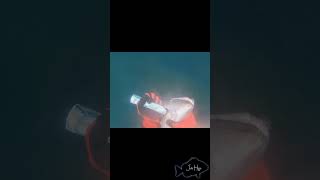 Big Conger eel Spearfishing Spain [upl. by Atiuqad135]