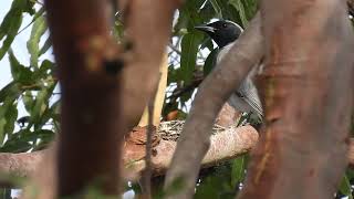 Blackfaced Cuckooshrike Hervey Bay Qld [upl. by Strade617]