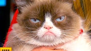 5 Things You Didnt Know About Grumpy Cat [upl. by Ginger]