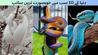 10 Most Beautiful Snakes in the World [upl. by Eilla617]