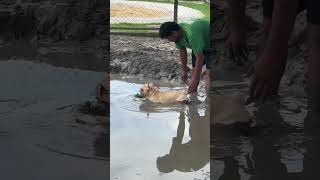 French Bulldog Plays in Mud For First Time  1536239 [upl. by Cagle]