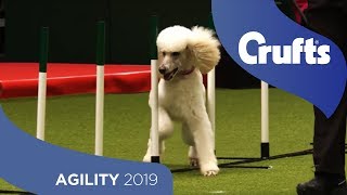 Agile Poodle Nails The Agility Run  Crufts 2019 [upl. by Bluefarb]