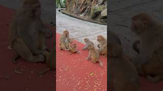 Beautiful monkey mother and son 🐕‍🦺🐱🐒 animal dogs cat monkey pets [upl. by Nohsar517]