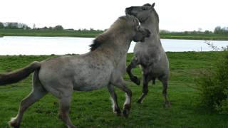 Konik horses fighting [upl. by Siugram]