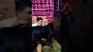 New song meamphoney viralshorts rottweiler rkkennelandagro foryou [upl. by Githens234]