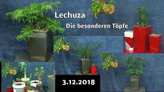 Exotische Pflanzen präsentiert in der Selbstbewässerung von Lechuza Entscheide Du mit [upl. by Gebler]