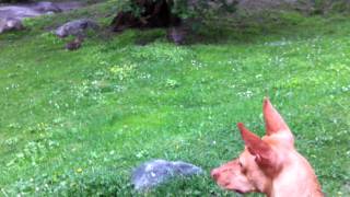 Podenco Canario Rabbit Fiesta  NOT [upl. by Donnenfeld645]