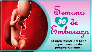 ❤️ SEMANA 30 DE EMBARAZO🤰 ❤️ ⏩ EMBARAZO SEMANA A SEMANA ⏩ Desarrollo y Evolución del Bebé 👶🏻 [upl. by Theodor]