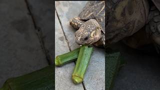 Tortoise Food  Okra  Ladyfingers  Day 13 of 30 food items in 30 Days  Indian Star Tortoise [upl. by Rodmann]