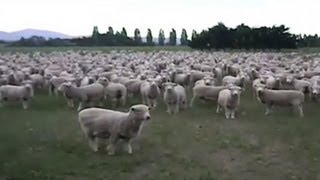 Sheep flock together in a viral protest [upl. by Savage]