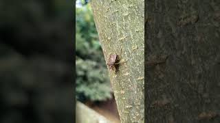 Brown Marmorated Stink Bug [upl. by Lled]