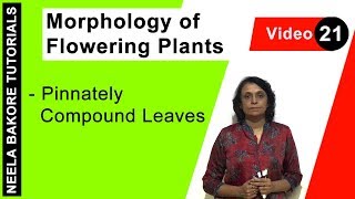 Morphology of Flowering Plants  NEET  Pinnately Compound Leaves  Neela Bakore Tutorials [upl. by Ormsby845]