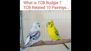 What is tcb budgies amp 10 cross pairing of tcb budgies  Pair and chicks [upl. by Tish]