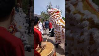 Lion dance at Varley Art Gallery of Markham [upl. by Survance]