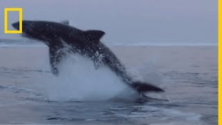 Le requin blanc géant des océans [upl. by Anuaek331]