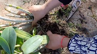 How to divide orchid in to pot Repotting orchid for beginner [upl. by Gnemgnok]