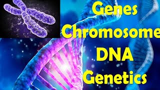 Structure of DNA  Concepts of Genetics  Genes  Chromosomes DNA  Genomes  In Urdu  Hindi [upl. by Naleag]