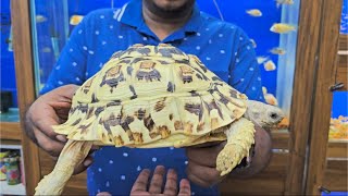 White Leopard Tortoise at Karnataka Aquarium Shop [upl. by Tina]