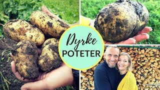 HVORDAN DYRKE POTETER  Slik setter du poteter selv 🥔🥔🥔 [upl. by Plath910]