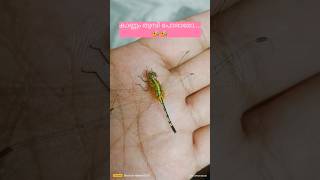 കാണ്ണം തുമ്പി trending youtubeshorts entertainment nature insectreels [upl. by Madian]