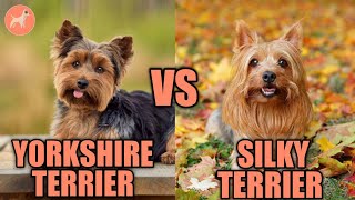 Yorkshire Terrier vs Silky Terrier Whats the Differences [upl. by Iliram]