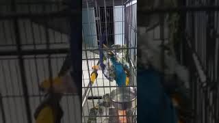 Talking macaw parrot 😮কথা বলা ম্যাকাও পাখি [upl. by Rexanne]