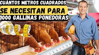 ¡Descubre el Secreto para Alojar 1000 Gallinas Ponedoras [upl. by Ahtaela3]