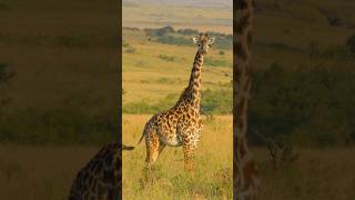 Giraffe  top 1 tallest wild animal giraffe animal thegioidongvat2024 WildAnimalSounds [upl. by Enileuqcaj333]