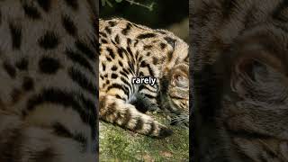 APEX KILLERS  Worlds Deadliest cat The Black Footed Cat blackfootedcat tinycatviral shortsfeed [upl. by Dareece]