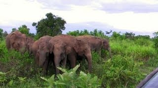 Ataque de un elefante en Sri Lanka [upl. by Atthia]