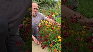 Coreopsis gardening summerflowers permaculture ideas inspiration motivation herbs [upl. by Nguyen19]