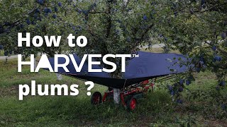 Plum Harvest 2020  Fruit Harvesting Tools [upl. by Dafodil]