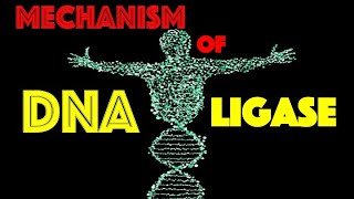 MechanismDNA Ligase [upl. by Ylrehc]