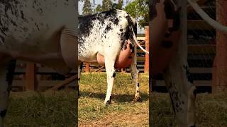 Girlando Cow  Girolando Cow  Brazil Cow  Cow Videos For Kids girlandocow shorts [upl. by Eelrahs612]