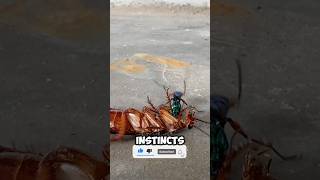 The Emerald Cockroach Wasp Natures MindController shorts animalfacts sciencefacts shortsviral [upl. by Ordnazil]