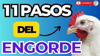 🤑 11 PASOS para EL EXITO en la etapa del ENGORDE en los POLLOS 🏆 [upl. by Jo-Anne209]