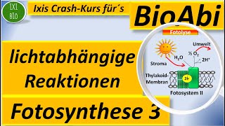 Lichtabhängige Reaktionen  Lichtreaktion Primärreaktionen Fotosynthese erklärt Biologe Oberstufe [upl. by Yajeet932]