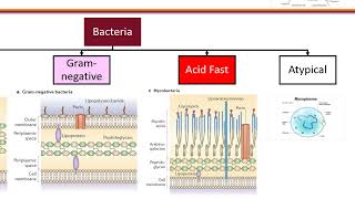 Clinical Microbiology and Susceptibility Testing Objective 1 [upl. by Imeaj]