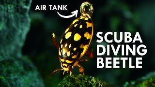 Diving Beetles Are All Natural Scuba Divers [upl. by Eidnarb]