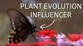 Butterfly behavior amp plant evolution [upl. by Rasmussen33]