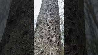 Feed tree blackbear beachtree vermont hunting [upl. by Nauqyt616]