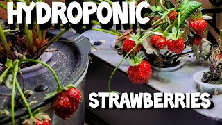 HYDROPONIC STRAWBERRIES AEROGARDEN PART 2 [upl. by Dorita]