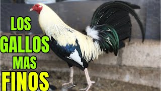 LOS GALLOS MÁS FINOS CARACTERISTICAS [upl. by Edge]