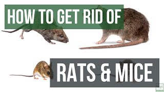 How to Get Rid of Rats and Mice Guaranteed 4 Easy Steps [upl. by Otreblaug888]